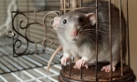 Rat je pobjegao iz kaveza: kako pronaći i uhvatiti domaće glodare